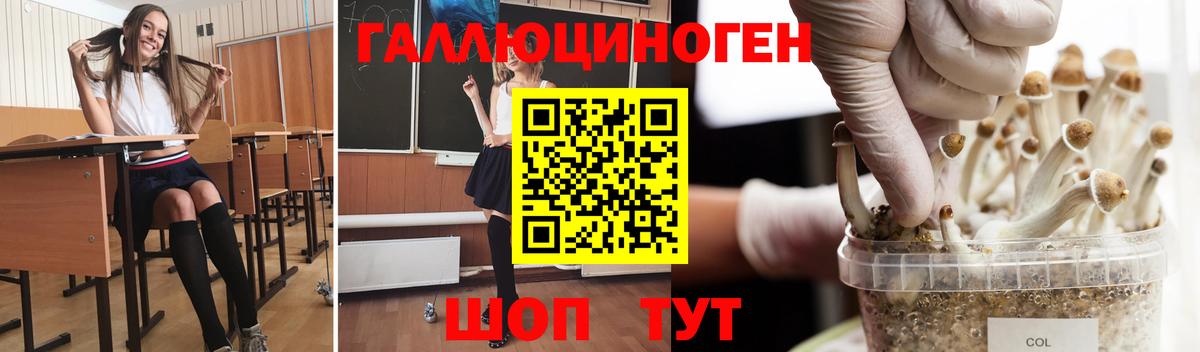 Псилоцибиновые грибы Psilocybe Тамбов